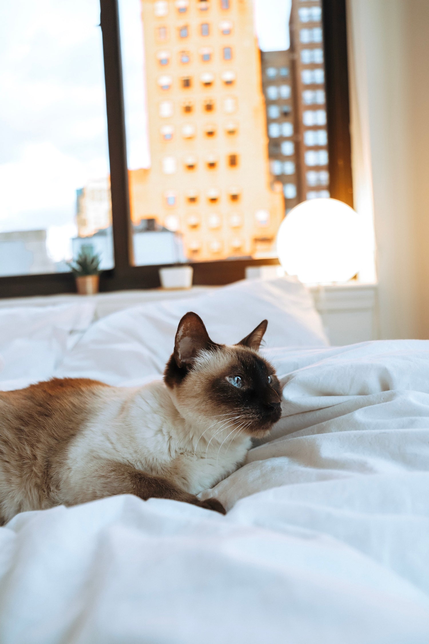 For cat